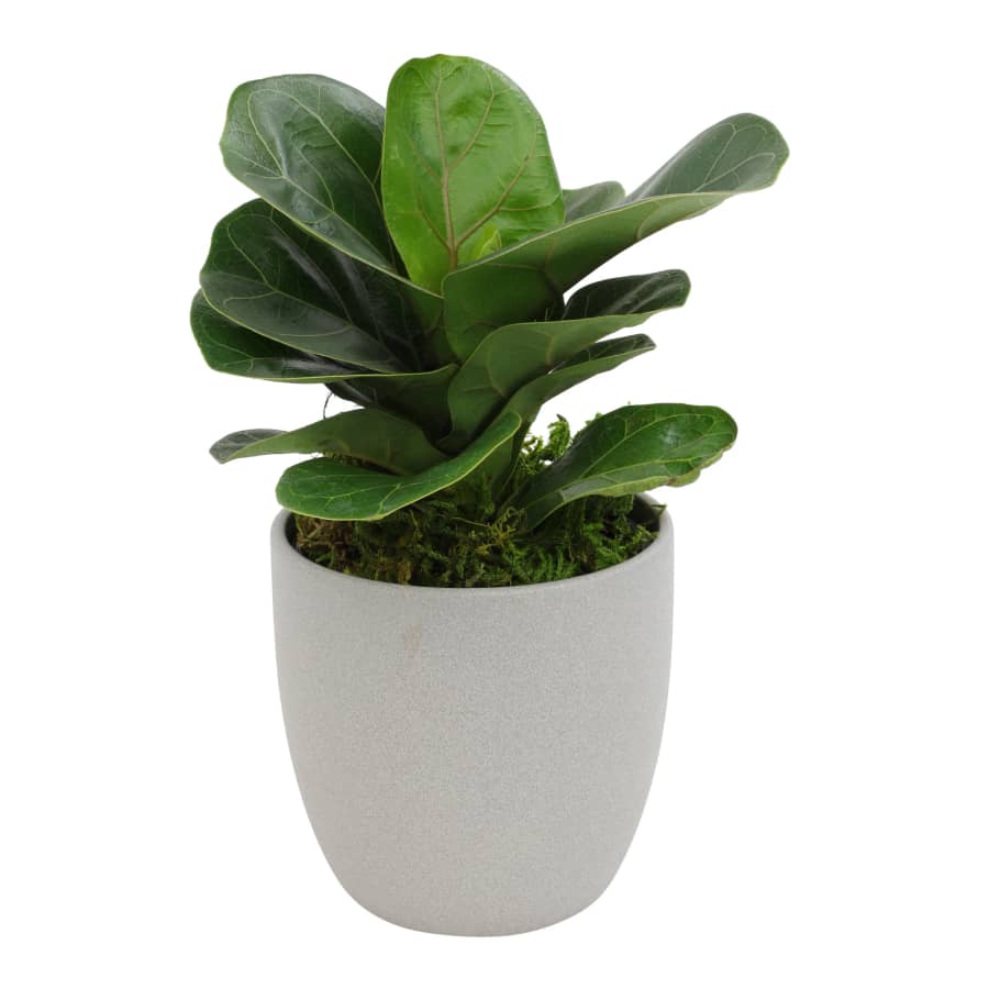 House Plants at Lowe's: 25% off House Plants at Lowe's: 25% off