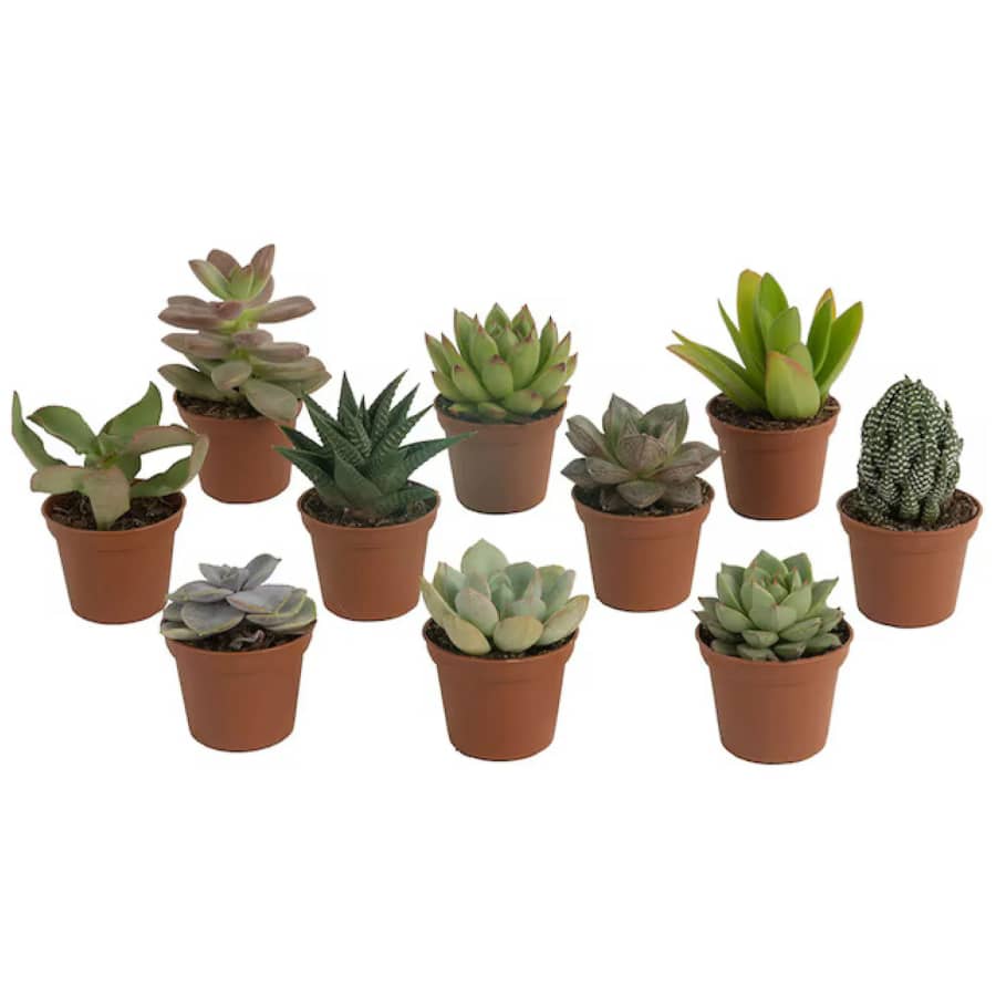 Costa Farms Grower's Choice Assorted Succulents 10-Pack: $16