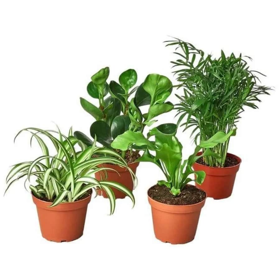 Live Plant Flash Deals at Walmart: Up to 75% off Live Plant Flash Deals at Walmart: Up to 75% off