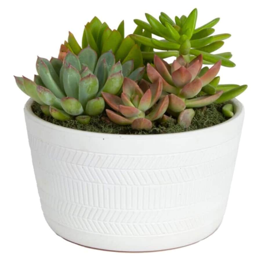 Costa Farms Plants at Amazon: Up to 38% off Costa Farms Plants at Amazon: Up to 38% off