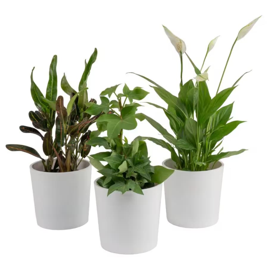 Costa Farms 4" Exotic Angel Clean Air Indoor Houseplant Collection 3-Pack: $29.97 Costa Farms 4" Exotic Angel Clean Air Indoor Houseplant Collection 3-Pack: $29.97