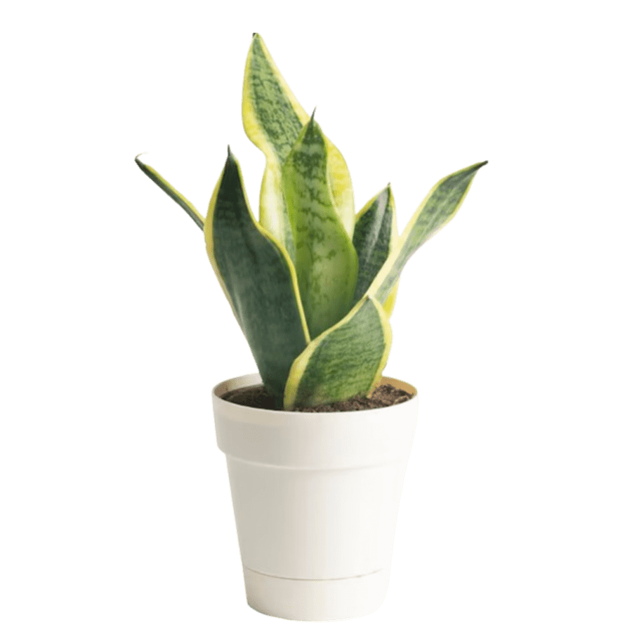 Plants, Bulbs & Seeds at Lowe's: Up to 50% off daily deals