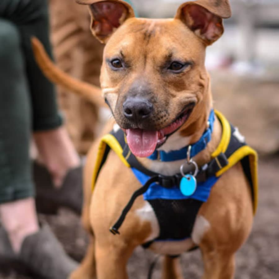 Dog Training Essentials Course: $15