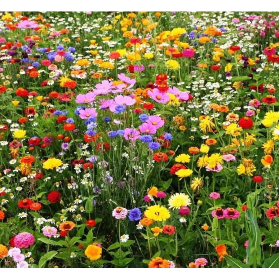 400 Seeds of Perennial Wildflower Mix: $1.99