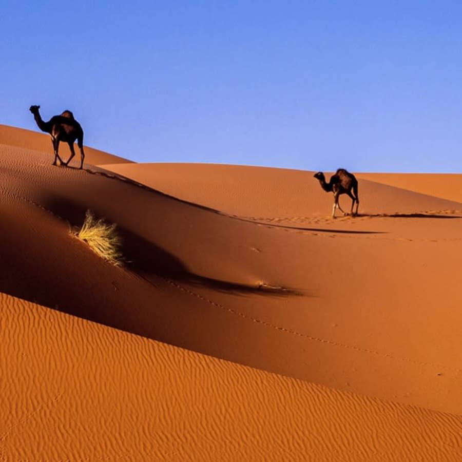 13-Night Morocco Small Group Hotel and Tour Vacation: From $1,699 per person 13-Night Morocco Small Group Hotel and Tour Vacation: From $1,699 per person