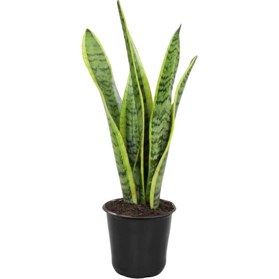 Altman Plants Sansevieria Laurentii Variegated Snake Plant: $13 Altman Plants Sansevieria Laurentii Variegated Snake Plant: $13