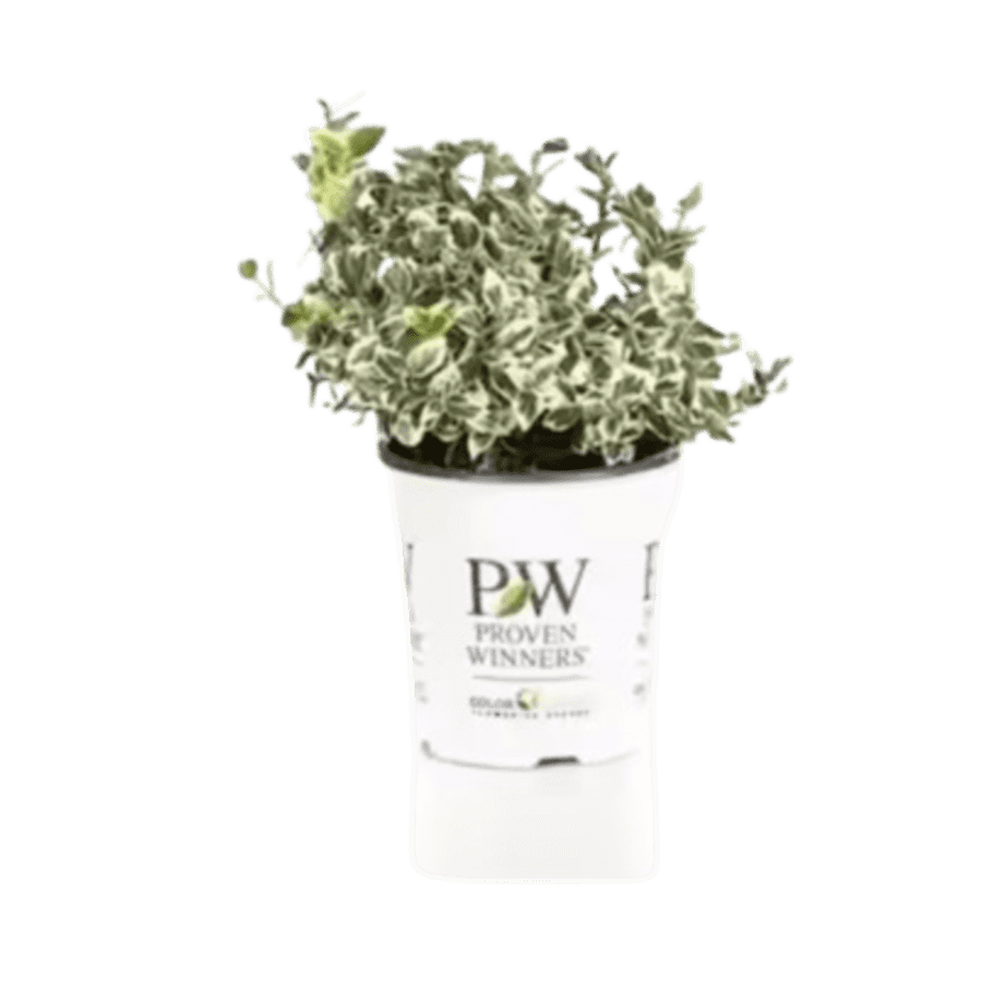 Home Depot Black Friday Outdoor Plant Deals: From $15