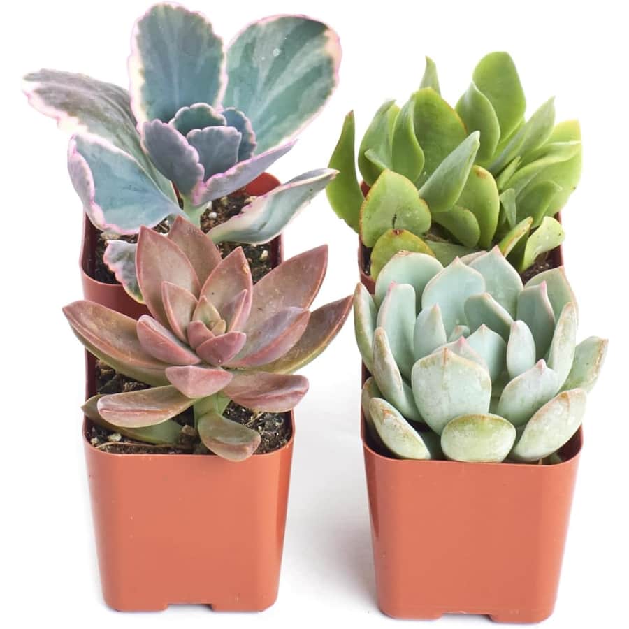 Shop Succulents Pastel Succulent 4-Pack: $14