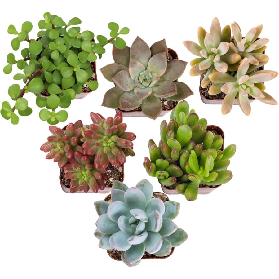 Altman Plants Live Succulents 6-Pack: $10 Altman Plants Live Succulents 6-Pack: $10