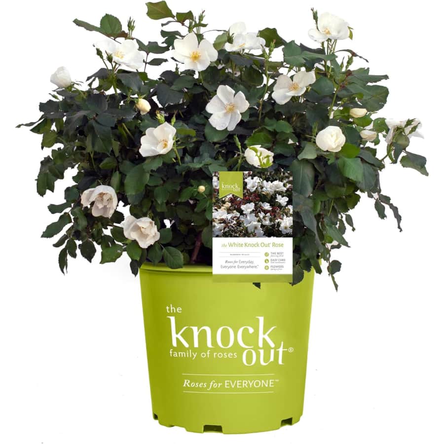 Knock Out 2-Gallon Rose White Shrub: $13