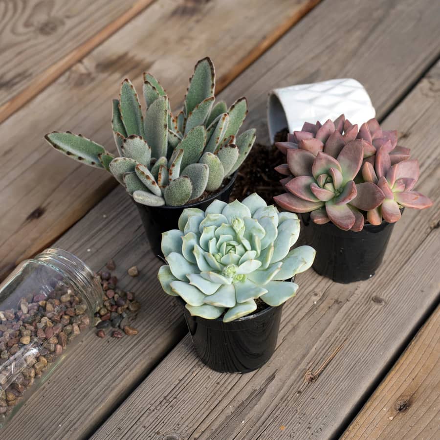 Succulents at Lowe's: Deals from $3 Succulents at Lowe's: Deals from $3