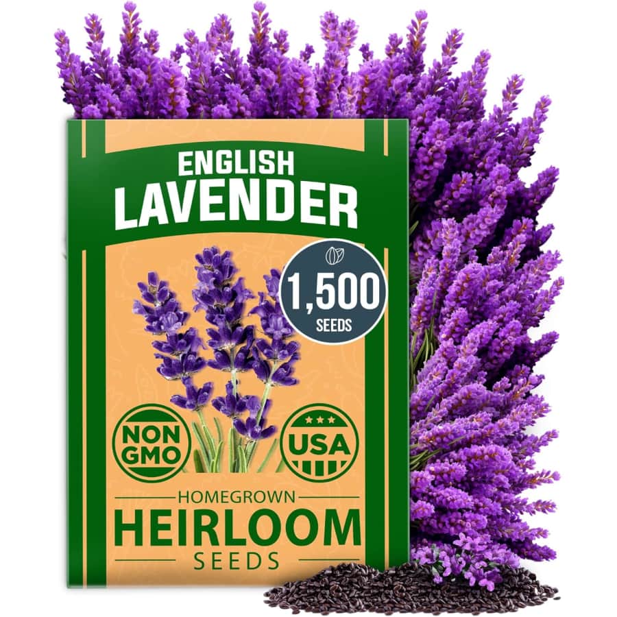1,500+ English Lavender Seeds: $5.89