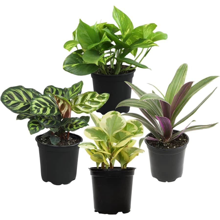 Plants for Pets 4-Piece Essential Houseplant Collection: $20