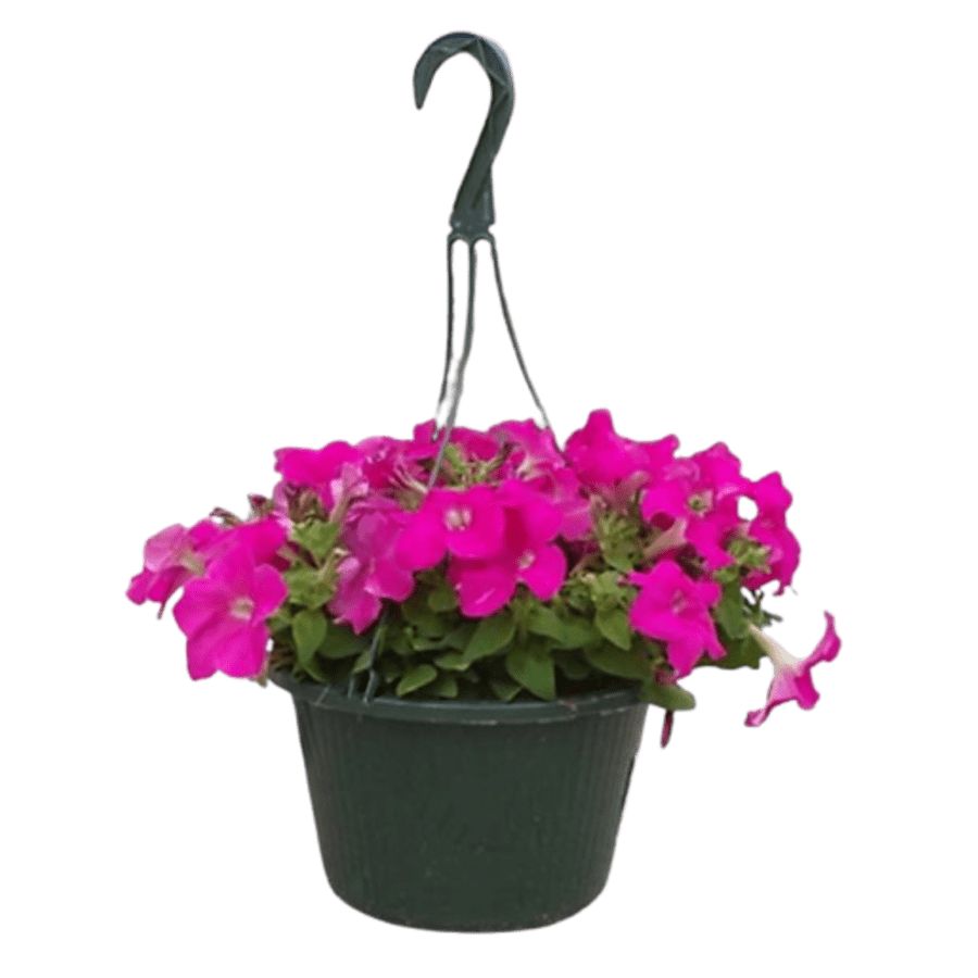 Flowering Hanging Basket Deals at Tractor Supply Co.: Extra 20% off