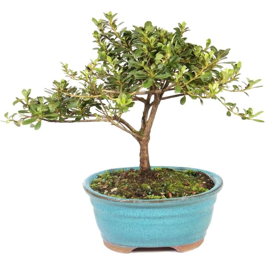 Brussel's Bonsai Live Satsuki Azalea Outdoor Bonsai Tree: $25 Brussel's Bonsai Live Satsuki Azalea Outdoor Bonsai Tree: $25