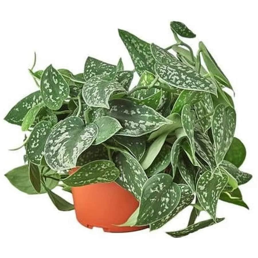 Live Plant Flash Deals at Walmart: Up to 70% off