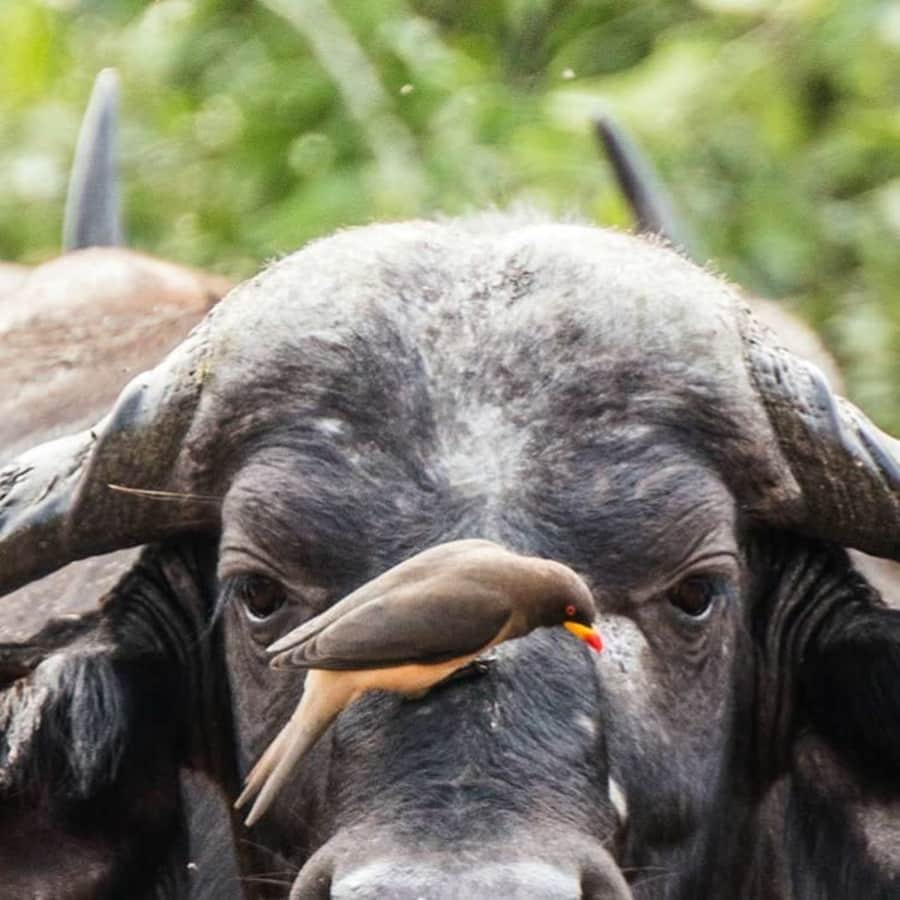 6-Night South Africa Safari, Flight, & Hotel Vacation: From $2,499 per person