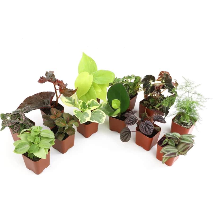 Altman Plants Live Houseplant 12-Pack: $22