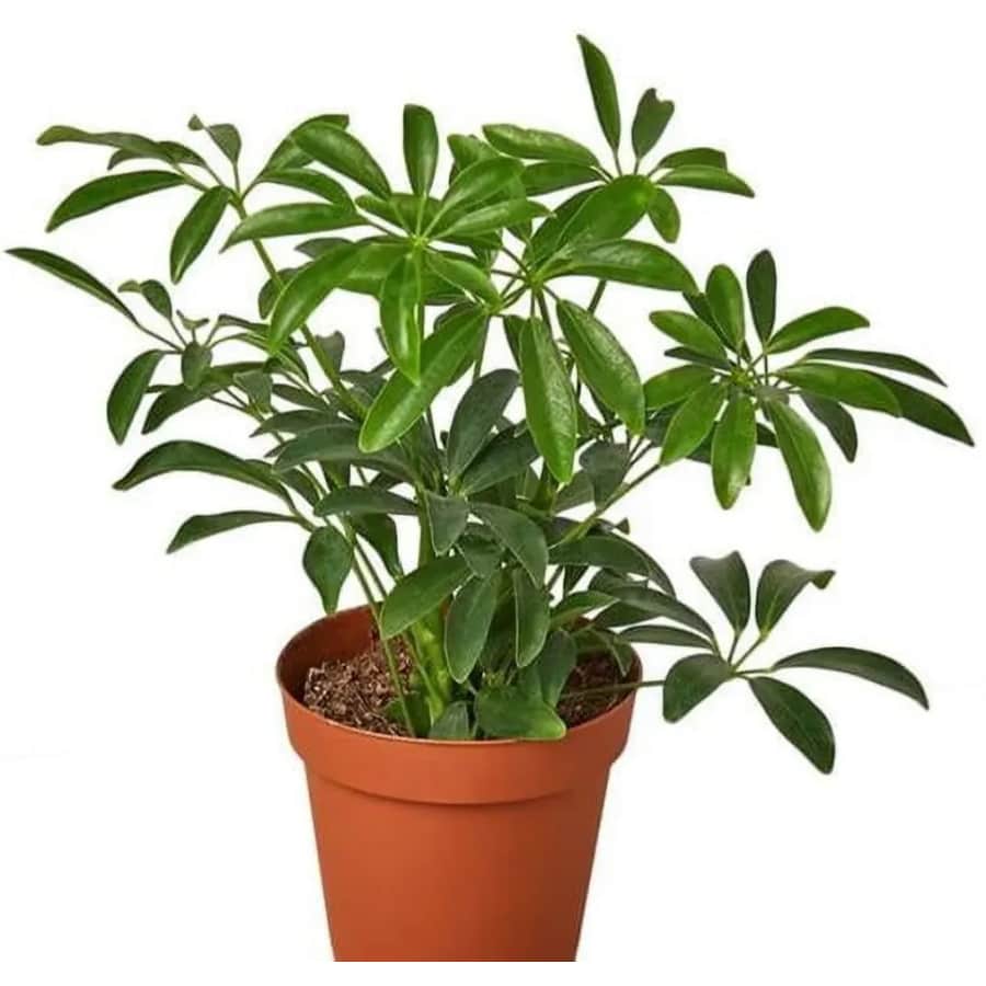 Live Plant Deals at Walmart: Up to 70% off Live Plant Deals at Walmart: Up to 70% off