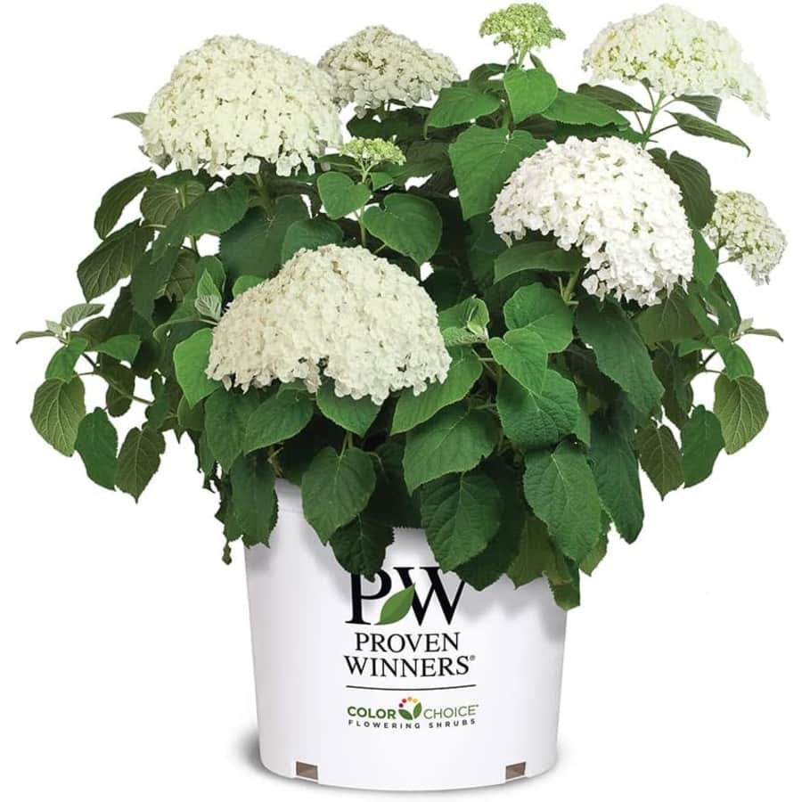 Proven Winners Hydrangea Incrediball Shrub: $30