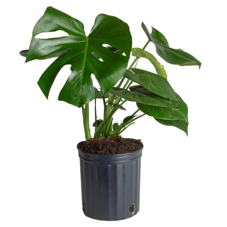 Costa Farms Plants at Lowe's: Up to 45% off