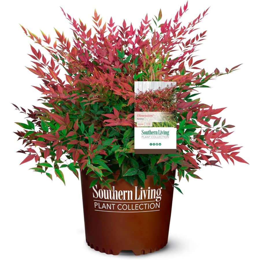 Southern Living 2-Gallon Obsession Nandina Shrub: $15 Southern Living 2-Gallon Obsession Nandina Shrub: $15
