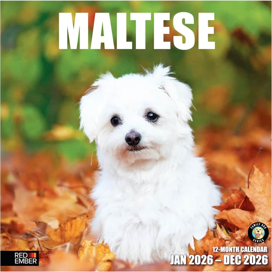 Maltese 2026 Wall Calendar: $2.99