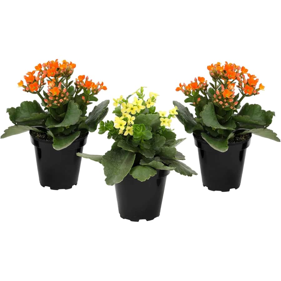Kalanchoe Live Succulent 3-Pack: $19 Kalanchoe Live Succulent 3-Pack: $19