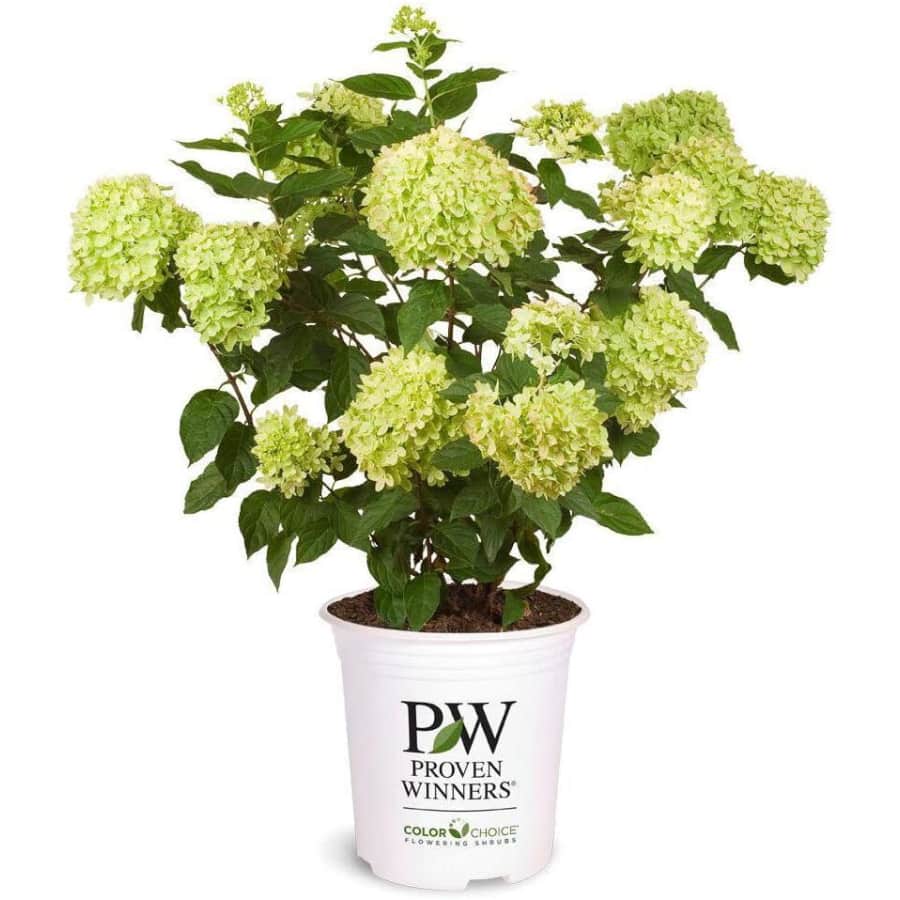 Proven Winners Little Lime Hydrangea Shrub: $15 Proven Winners Little Lime Hydrangea Shrub: $15