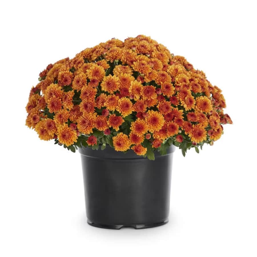 Lowe's Orange Mum in 3-Quart Pot: $4
