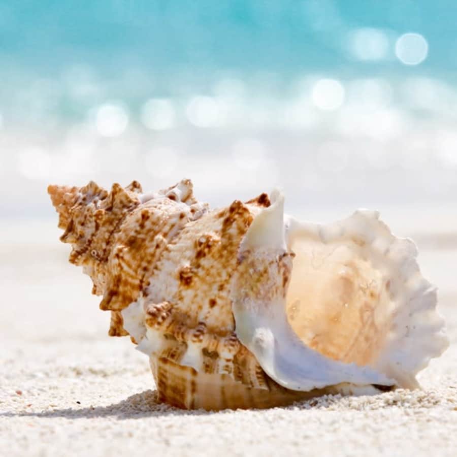 Holland America Line 7-Night Western Caribbean Cruise: From $699 per person + Kids Sail Free Holland America Line 7-Night Western Caribbean Cruise: From $699 per person + Kids Sail Free