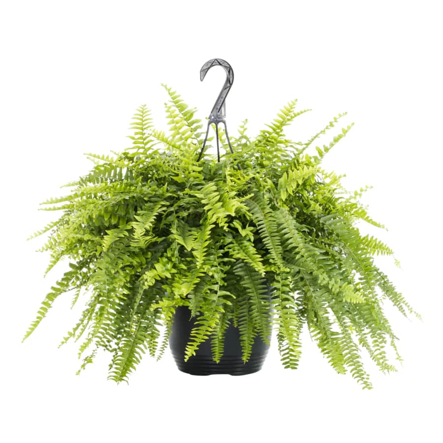 Expert Gardener 1.5-Gallon Boston Fern Live Plant w/ Hanging Basket: $9.97