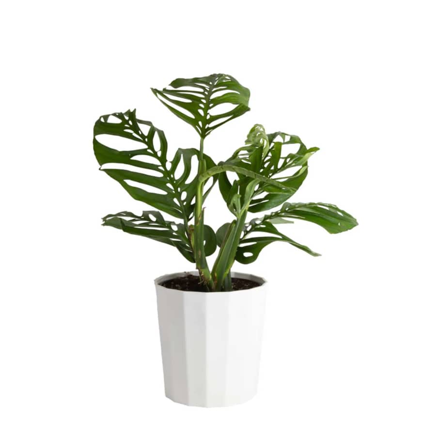 Costa Farms 10" Monstera Esqueuleto Houseplant: $55 Costa Farms 10" Monstera Esqueuleto Houseplant: $55