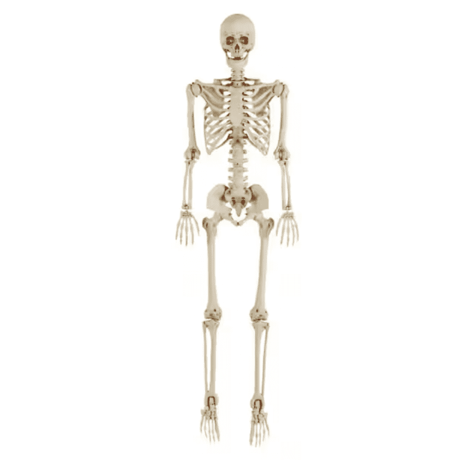 Best Seller Home Accents Holiday 5ft. LED Pose-N-Stay Skeleton: $18 Best Seller Home Accents Holiday 5ft. LED Pose-N-Stay Skeleton: $18