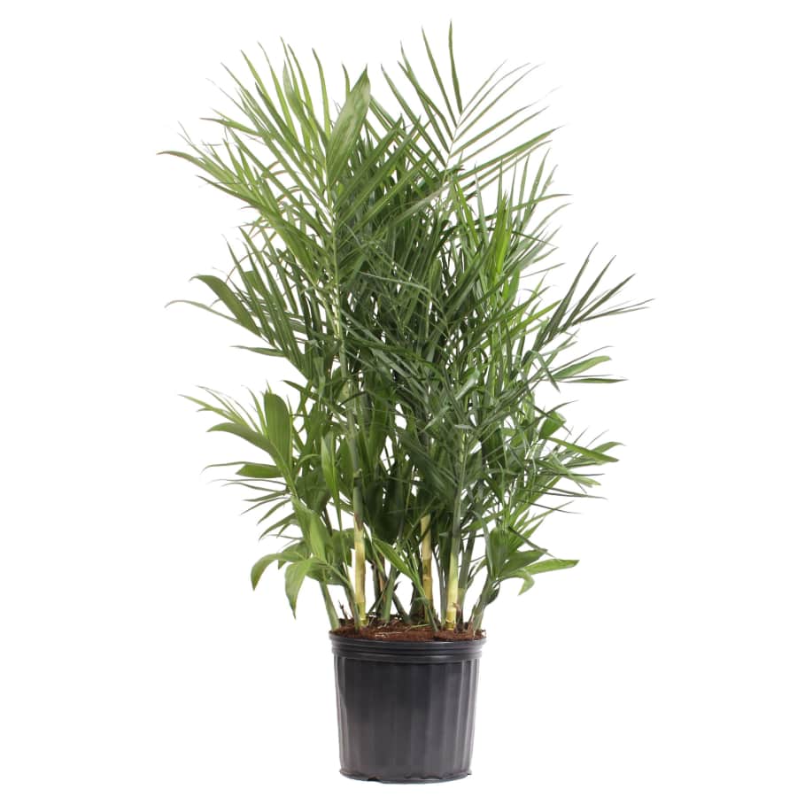 Plants Daily Deals at Lowe's: Up to 30% off Plants Daily Deals at Lowe's: Up to 30% off