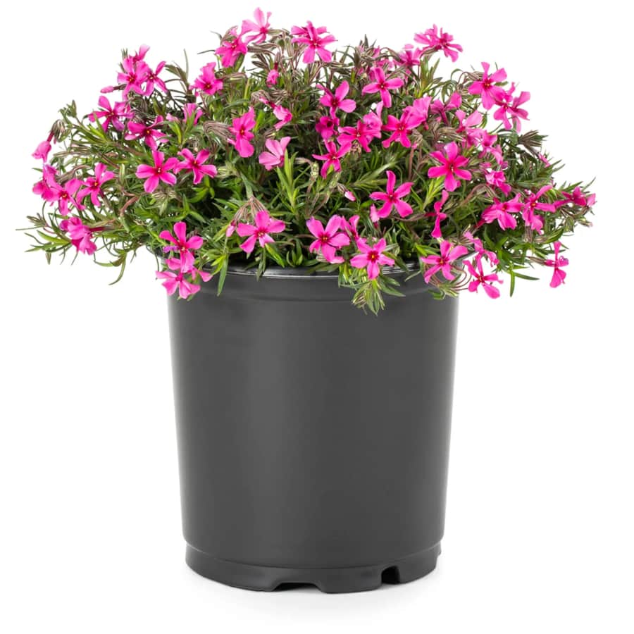 Lowe's Spring Into Deals Savings Event: Everything under $10