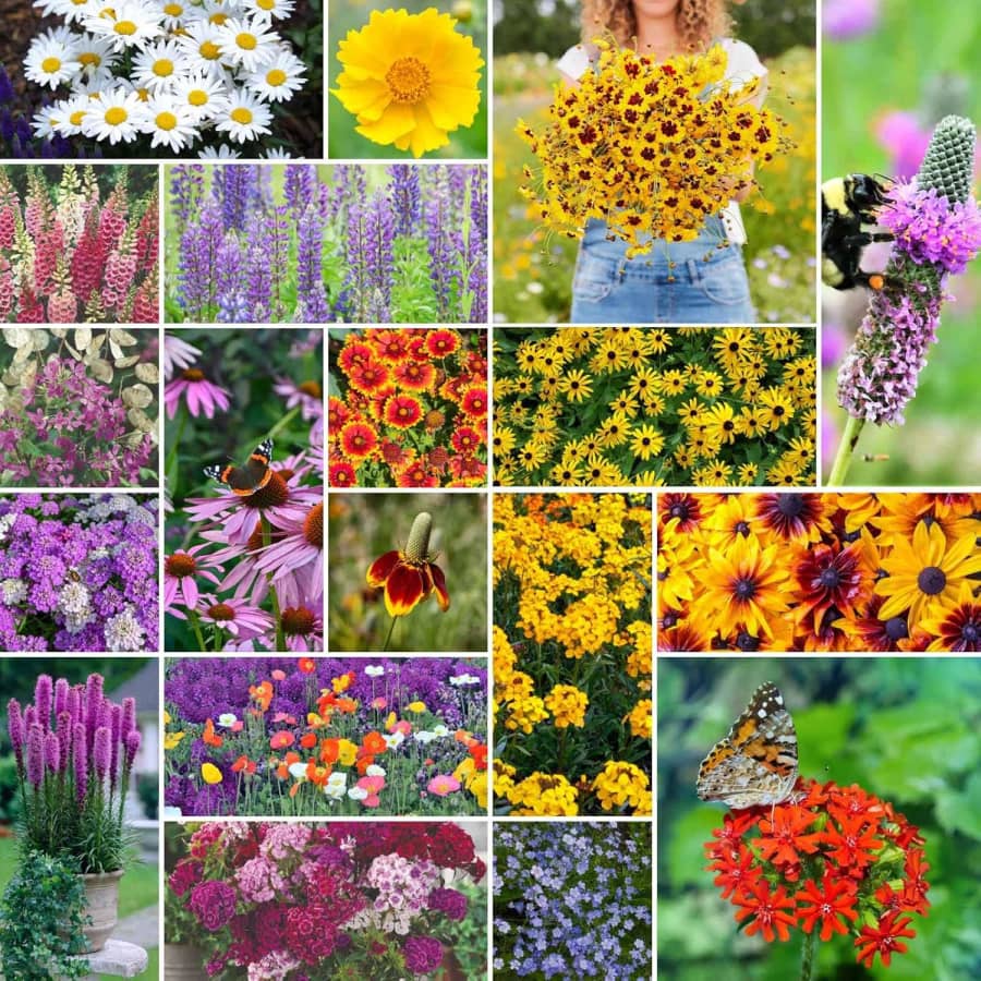 120,000+ Perennial Wildflower Mixed Seeds for Planting: $15 120,000+ Perennial Wildflower Mixed Seeds for Planting: $15