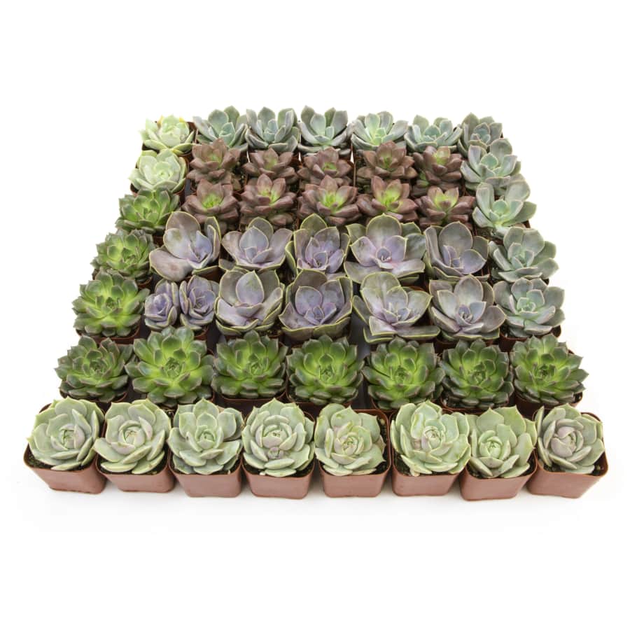Altman Plants Succulents 50-Pack: $56