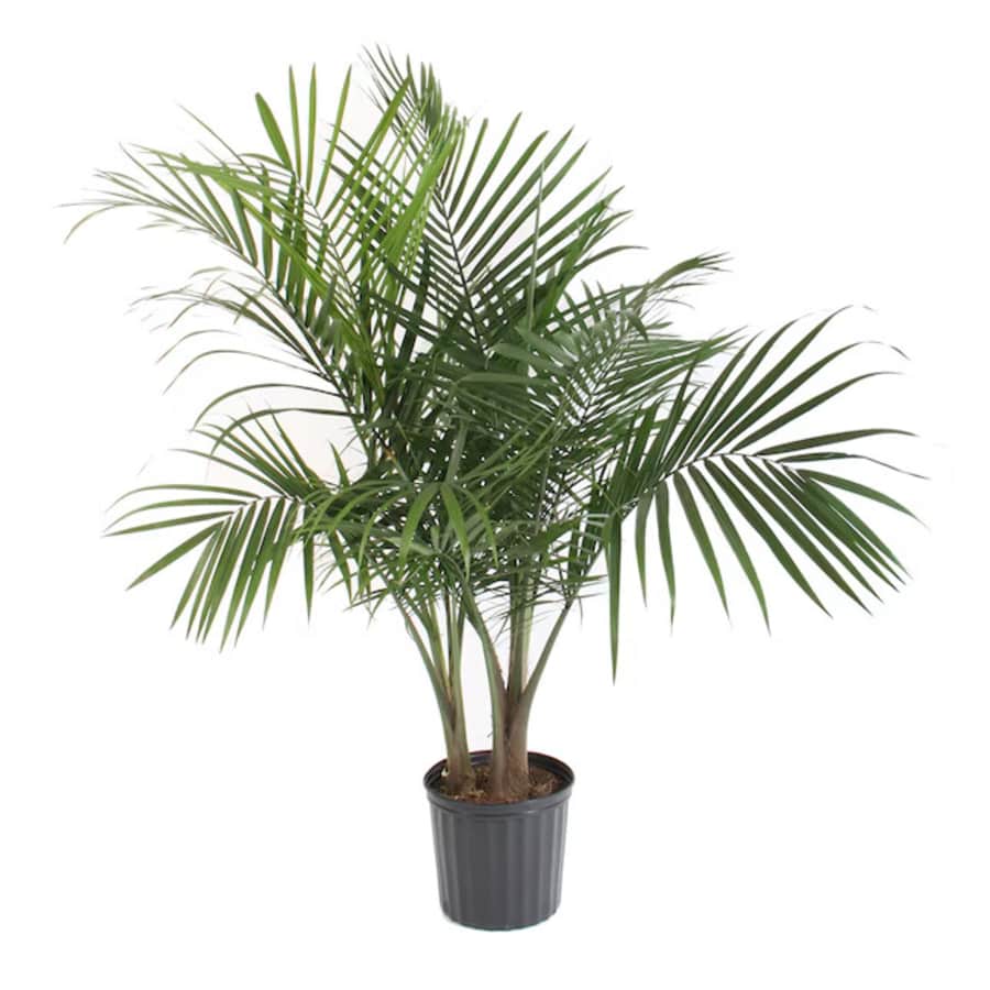 Lowe's Majesty Palm House Plant in 1.94-Gallon Pot: $15