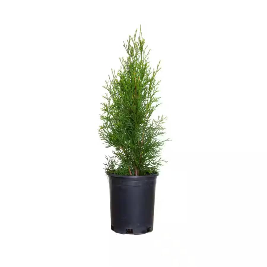 Flowerwood 2.5-Quart Emerald Green Arborvitae Thuja Live Evergreen Shrub: $12.99 Flowerwood 2.5-Quart Emerald Green Arborvitae Thuja Live Evergreen Shrub: $12.99
