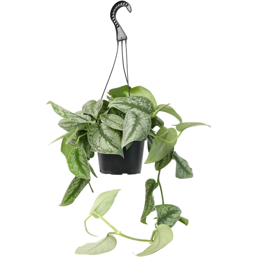 Live Plants at Amazon: Up to 39% off