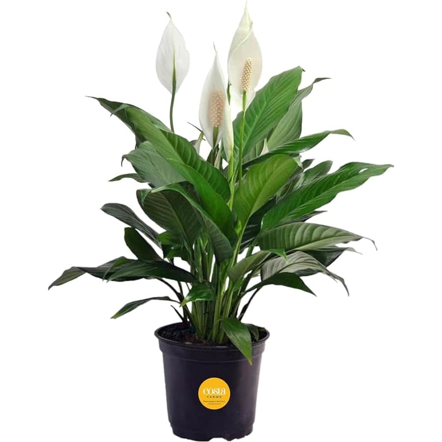 Costa Farms Peace Lily for $15