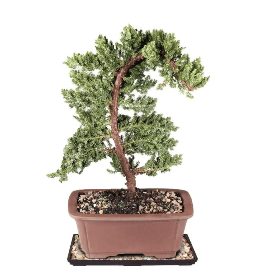 Brussel's Bonsai Green Mound Outdoor Juniper Bonsai for $26