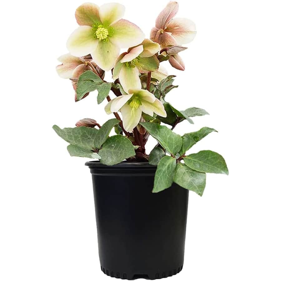 Green Promise Farms Christmas Rose 1-Gallon Live Perennial Plant for $25 Green Promise Farms Christmas Rose 1-Gallon Live Perennial Plant for $25