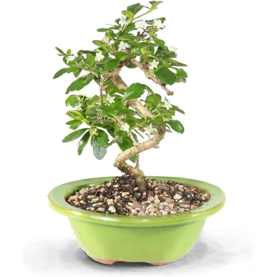 Brussel's Bonsai Live Fukien Tea Indoor Bonsai Tree for $19