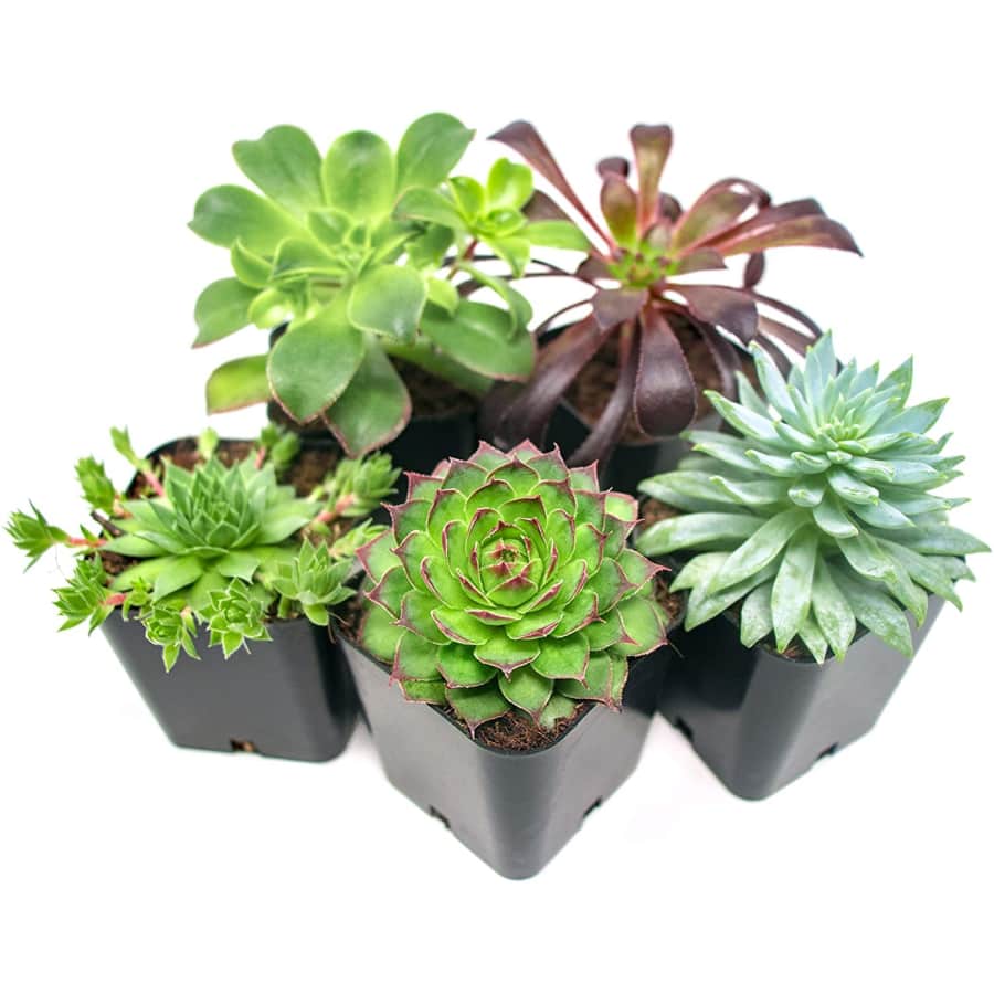 Pets for Plants Succulents 5-Plant Collection for $16 Pets for Plants Succulents 5-Plant Collection for $16