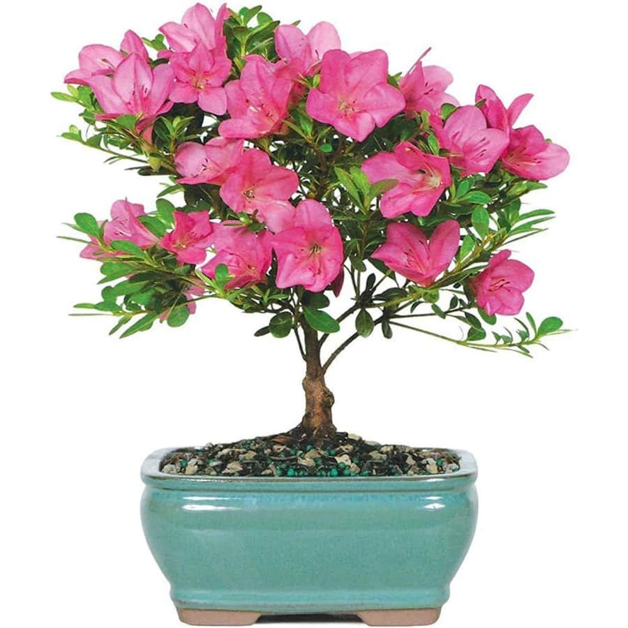 Brussel's Bonsai Live Satsuki Azalea Outdoor Bonsai Tree for $25 Brussel's Bonsai Live Satsuki Azalea Outdoor Bonsai Tree for $25