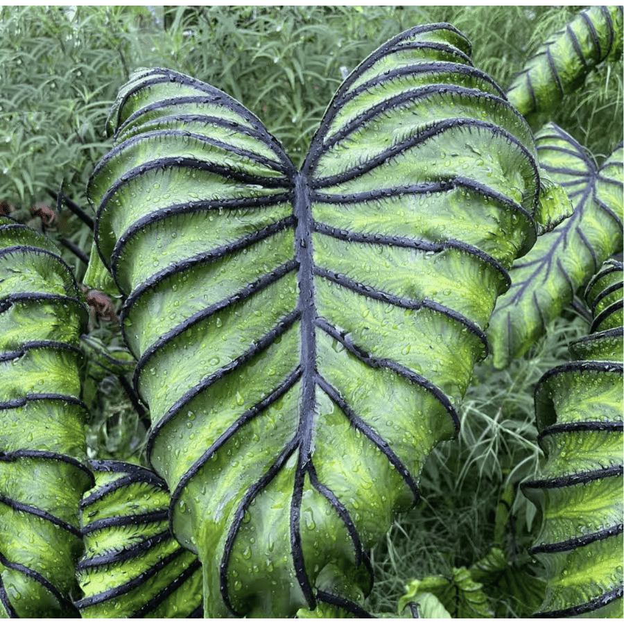 Garden State Bulb Pharaoh's Mask 7/9" Elephant Ear Bulbs for $15 Garden State Bulb Pharaoh's Mask 7/9" Elephant Ear Bulbs for $15