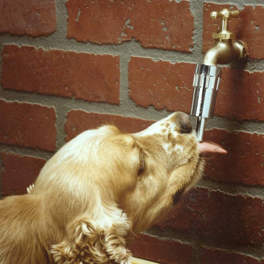 Lixit Faucet Waterer for Dogs for $6