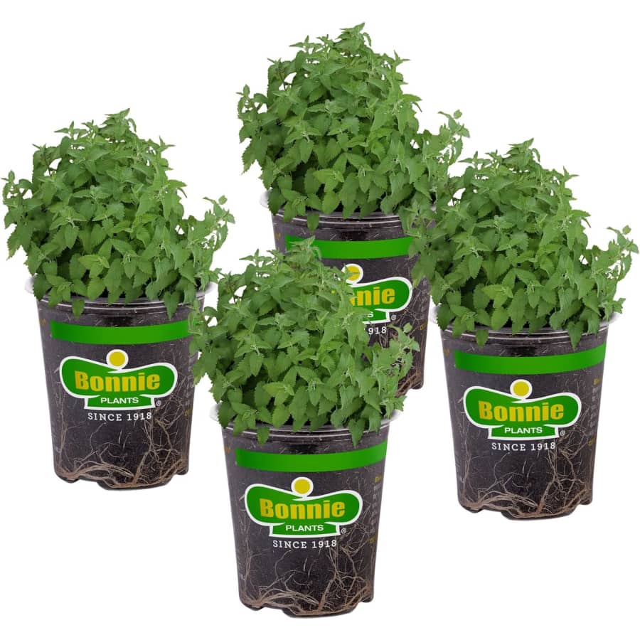 Bonnie Plants Catnip Live Herb Plant 4-Pack for $18 Bonnie Plants Catnip Live Herb Plant 4-Pack for $18